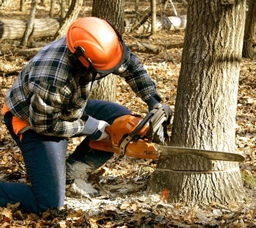 Tree Removal in Roxie, MS